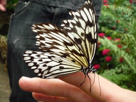 1.05-papillon.JPG