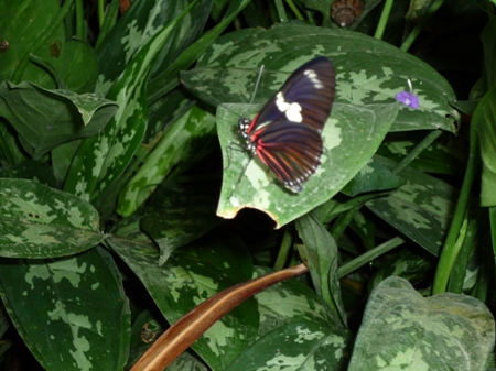 1.05-papillon2.JPG